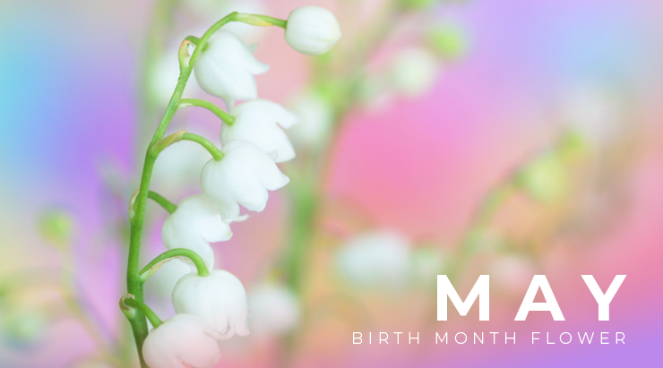 May Birth Flower Lily Of The Valley Madcity Florist